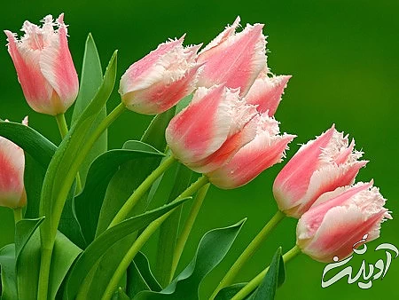 عکس های گل،تصاویر گل های زیبا تصویر گل, گل رز قرمز